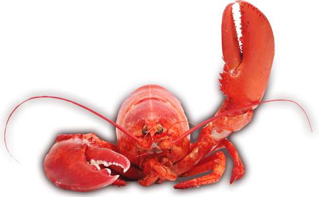 Chef and Lobster